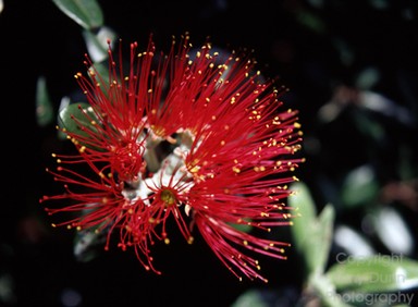  Pohutakawa Flower